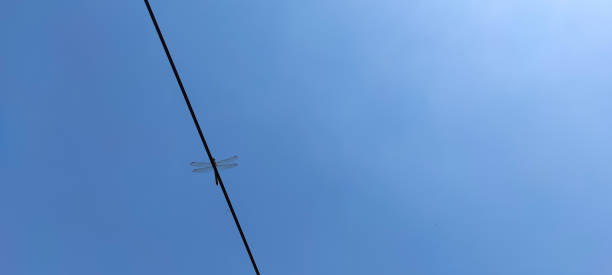 istock A dragonfly perched - stock photo 1406230787