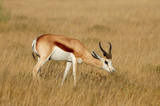 Springbok antelope (Antidorcas marsupialis) in natural habitat, Etosha National Park, Namibia