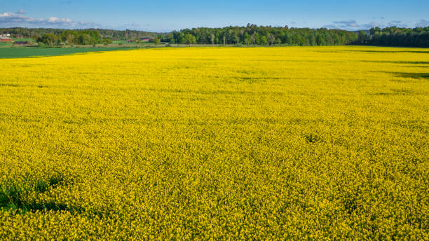 istock Brassica rape seedoil flower field on a sunny day in Scandinavia 1406232103