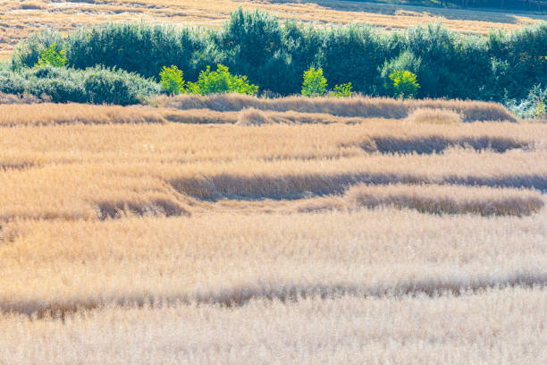 Rapeseed seeds dryied, ready to be harvested - Brassica napus during sunrise