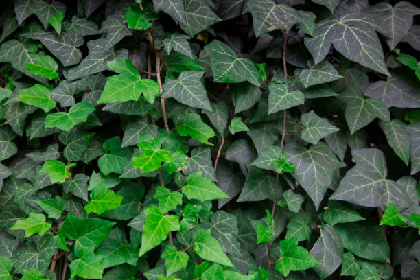 istock Wall covered with ivy (hedera). Landscaping in interest and exterior. 1406235804