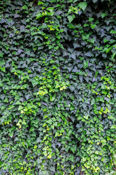 istock Wall covered with ivy (hedera). Landscaping in interest and exterior. 1406235810