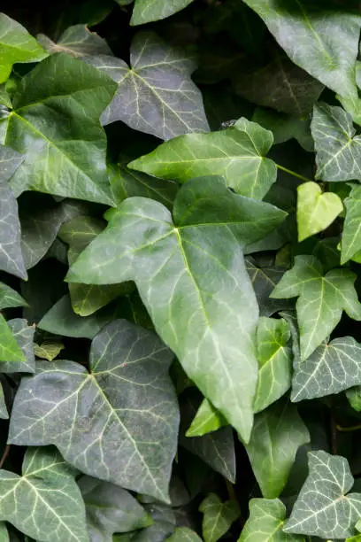 Photo of Hedera, commonly called ivy (plural ivies). Ivies are very popular in cultivation within their native range and compatible climates elsewhere