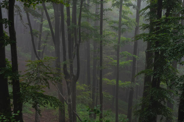 istock Birch forest on mountain on foggy day. 1406235943