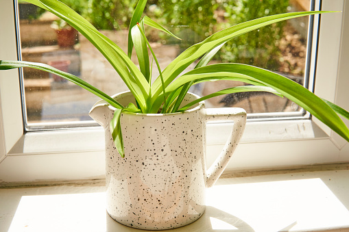 Spider plant in a white pot with spring garden background