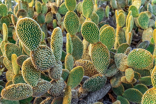 Flowers of green cactus (carnegiea gigantea). Cacti blooms in desert. Selective focus.