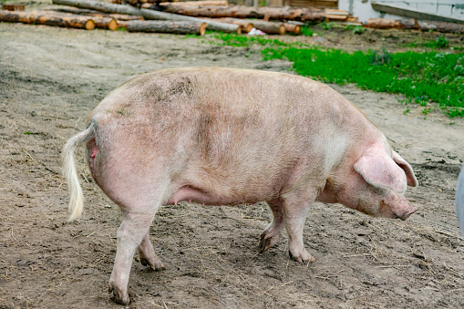 Pig on eco farm