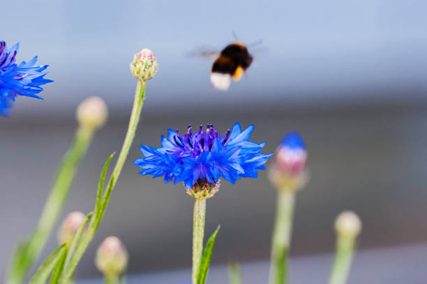 Bright flower knapweed in meadow close-up and flying bumblebee, selective soft focus. Concept summer, seasons, ecology