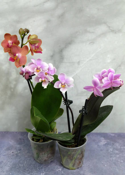 istock Mini-phalaenopsis in a stand of three pots 1406237062