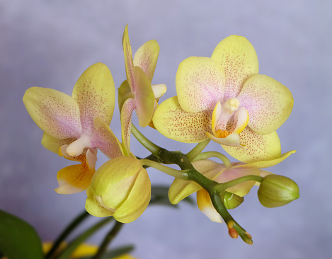 Yellow mini phalaenopsis orchid, on a gray-violet background, macro photography, selective focus, horizontal orientation.