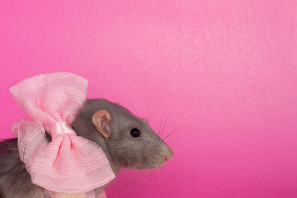 istock Gray rat on a pink background with a pink bow for a holiday 1406237202