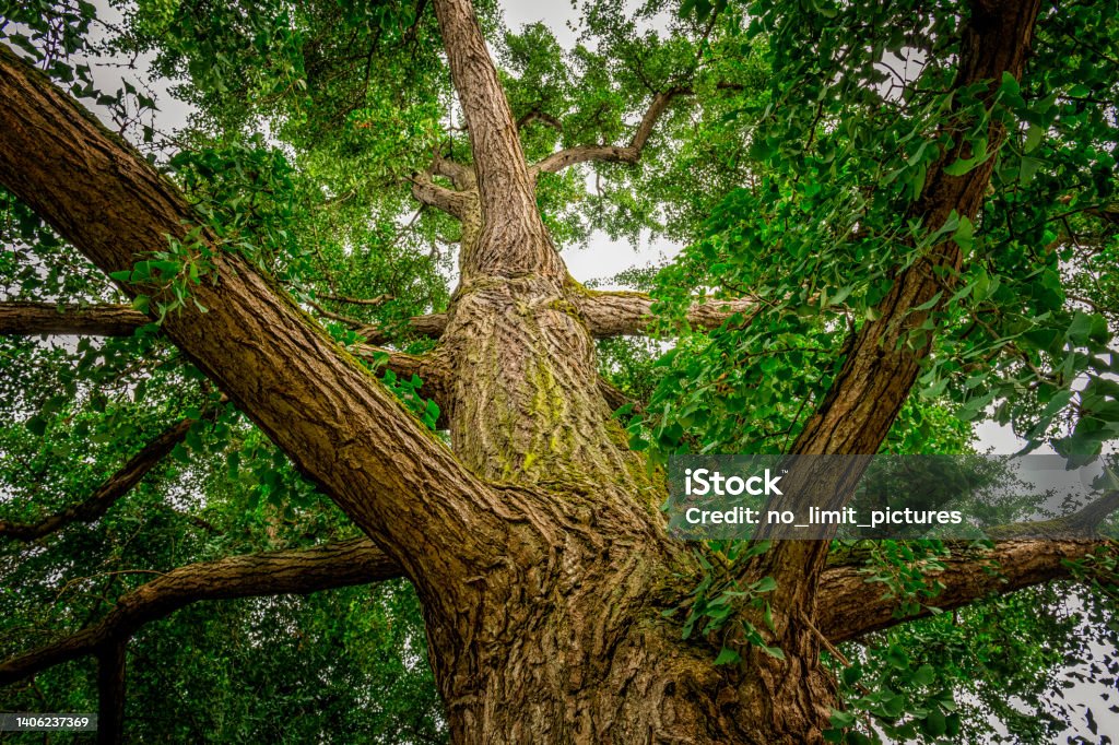 huge ginkgo tree Ginkgo Tree Stock Photo