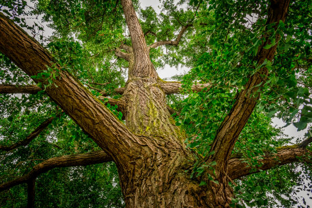árvore ginkgo enorme - ginkgo ginkgo tree chinese medicine healthcare and medicine - fotografias e filmes do acervo
