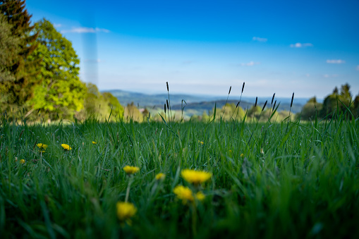 Grassland with mountains in background.