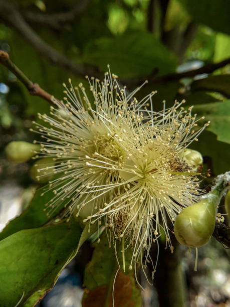 istock Guava flower pistil 1406238661