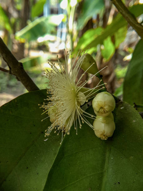 istock Guava flower pistil 1406238663