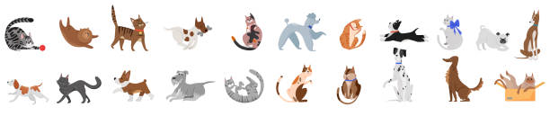 ilustrações de stock, clip art, desenhos animados e ícones de cute dogs and cats poses set, portrait of playful pets with funny faces, tail and fur - undomesticated cat