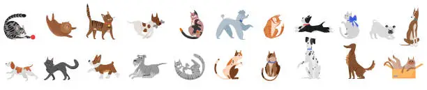 Vector illustration of Cute dogs and cats poses set, portrait of playful pets with funny faces, tail and fur