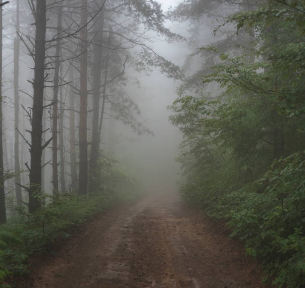 Mud mountain road through foggy forest on cold summer day