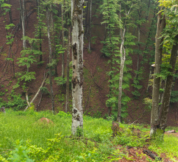 Birch forest on mountain on foggy summer day.