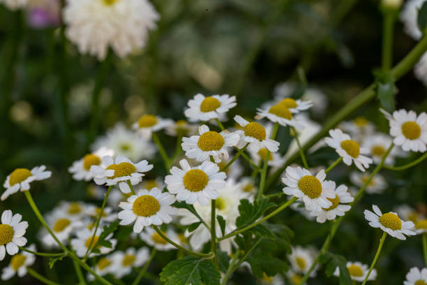istock Blooming daisy flower on a summer sunny day macro photo. 1406239051