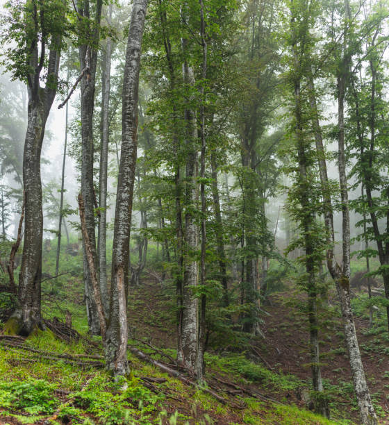 istock Birch forest on mountain on foggy day. 1406239065