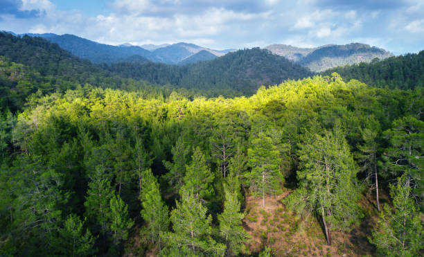 Pine trees over mountains landscape. Panorama of Paphos forest, Cyprus