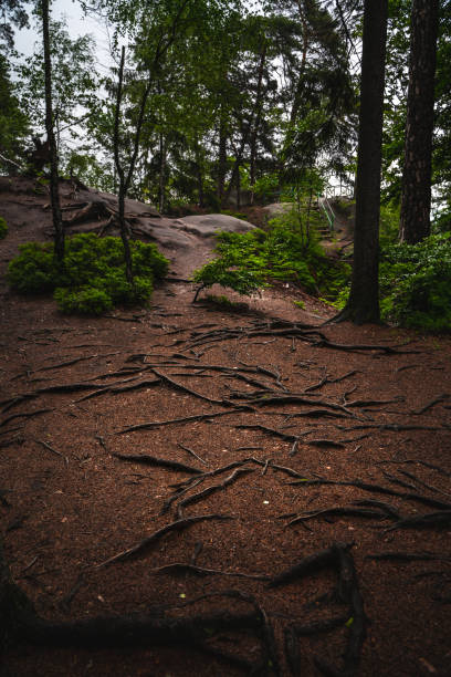istock nature forest after the rain 1406240511