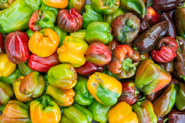 Organic red green yellow pepper stock photo