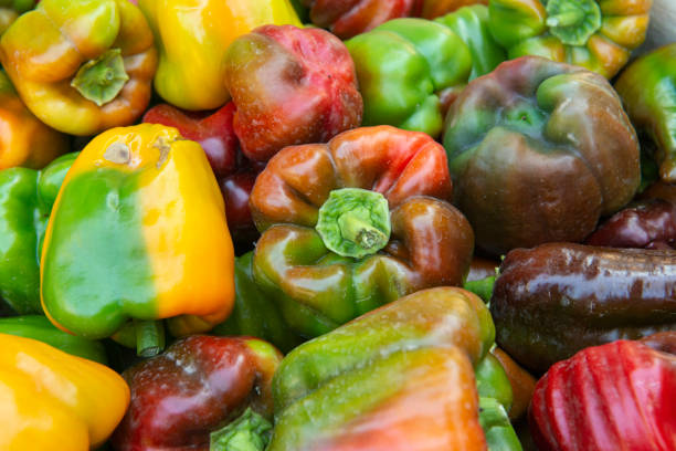 istock Organic red green yellow pepper 1406240526