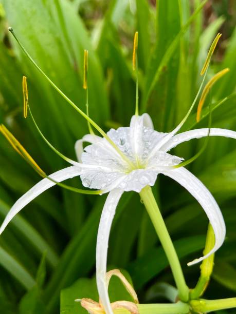 Spider lily Spider lily after rain spider lily stock pictures, royalty-free photos & images