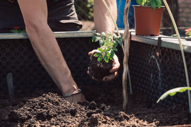 istock Elevated Raised Vegetable Garden Bed 1406241222