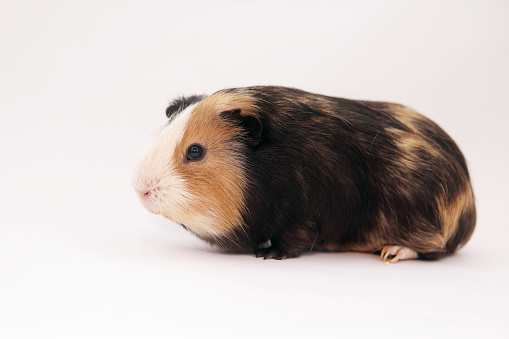 Guinea pig in three colors on a white background. Isolate