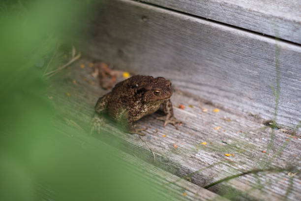 Huge frog sitting on house staircase. Green wild frog lost in town. giant frog stock pictures, royalty-free photos & images