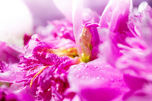 A cosmos flowers with raindrops flopped over during a rainstorm.