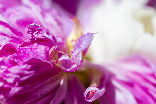 Peony flower close-up. A bud and petals of a peony. Floral background. Nature.