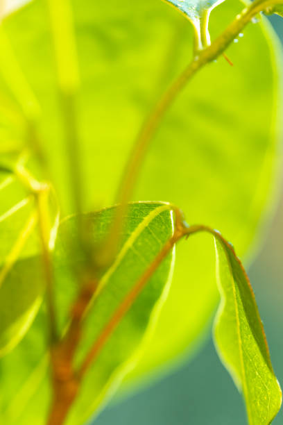 緑色の大きな葉 - tree leaf green chlorophyll ストックフォトと画像