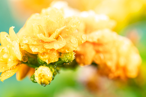 Yellow and orange poppy flower head super close up of stamen and water drops with a large puddle of water and reflections. Nature in macro with garden plants