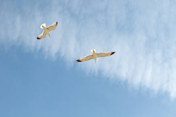 istock Seagull flying at the sky 1406243526