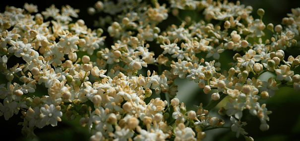 Elderberry or Elder, honeysuckle plant with white and yellow small little flowers in a group, they're shrubs, herbal close background wallpaper