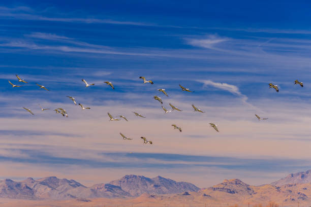 Migrating sandhill cranes fly over Wilcox, Arizona on their way north.