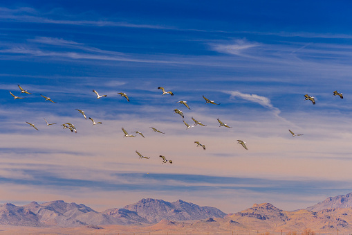 Migrating sandhill cranes fly over Wilcox, Arizona on their way north.