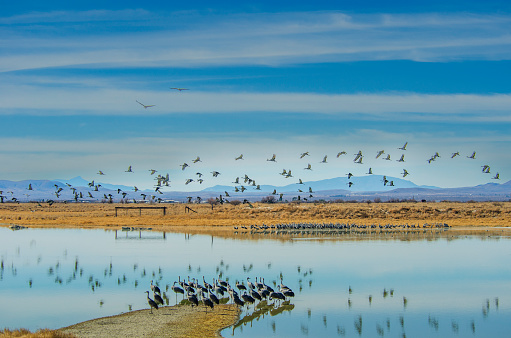 Migrating sandhill cranes fly over and land in a pond in Wilcox, Arizona on their way north.