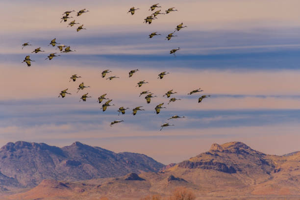 Sandhill Cranes Over Wilcox, Arizona stock photo