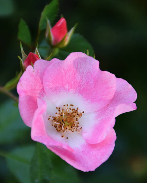 istock Dog Rose, aka Rosa Canina, in Bloom with Buds 1406246861