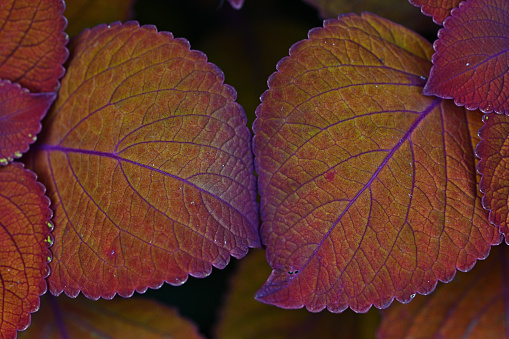 Highly textured golden and crimson leaves bumping together