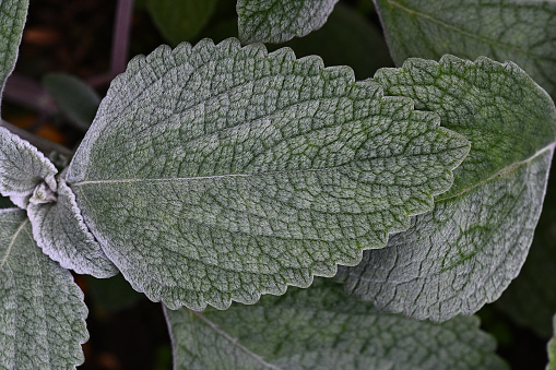 Close-up of furry leaf with silver sheen