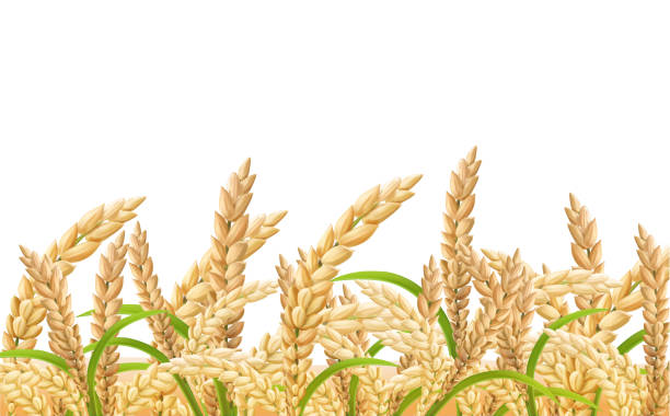 논, 투명한 배경에 쌀의 현실적인 귀, - malt sky grass field stock illustrations