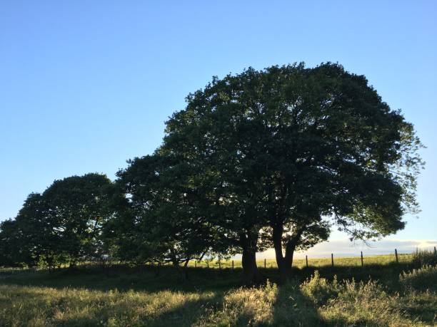 istock Huge ancient oak trees in English meadow 1406249362