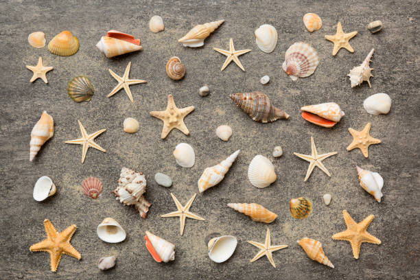 istock Summer time concept Flat lay composition with beautiful starfish and sea shells on colored table, top view 1406250187